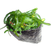 513. Chuka wakame